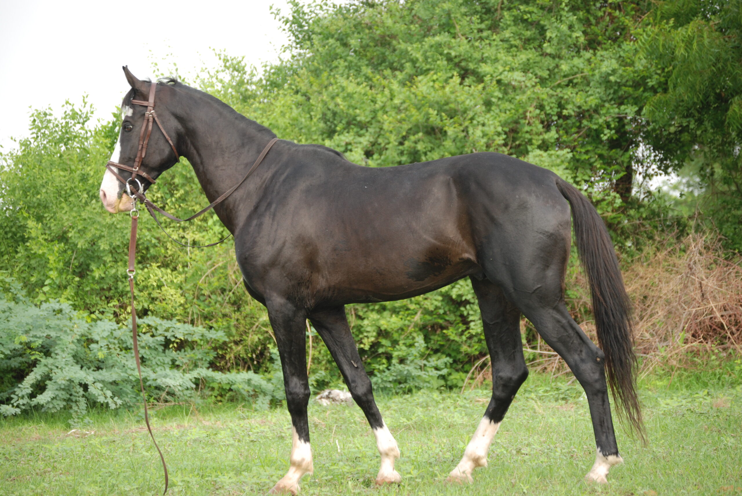 Humayun,_Marwari_Stallion_of_Virendra_Kankariya
