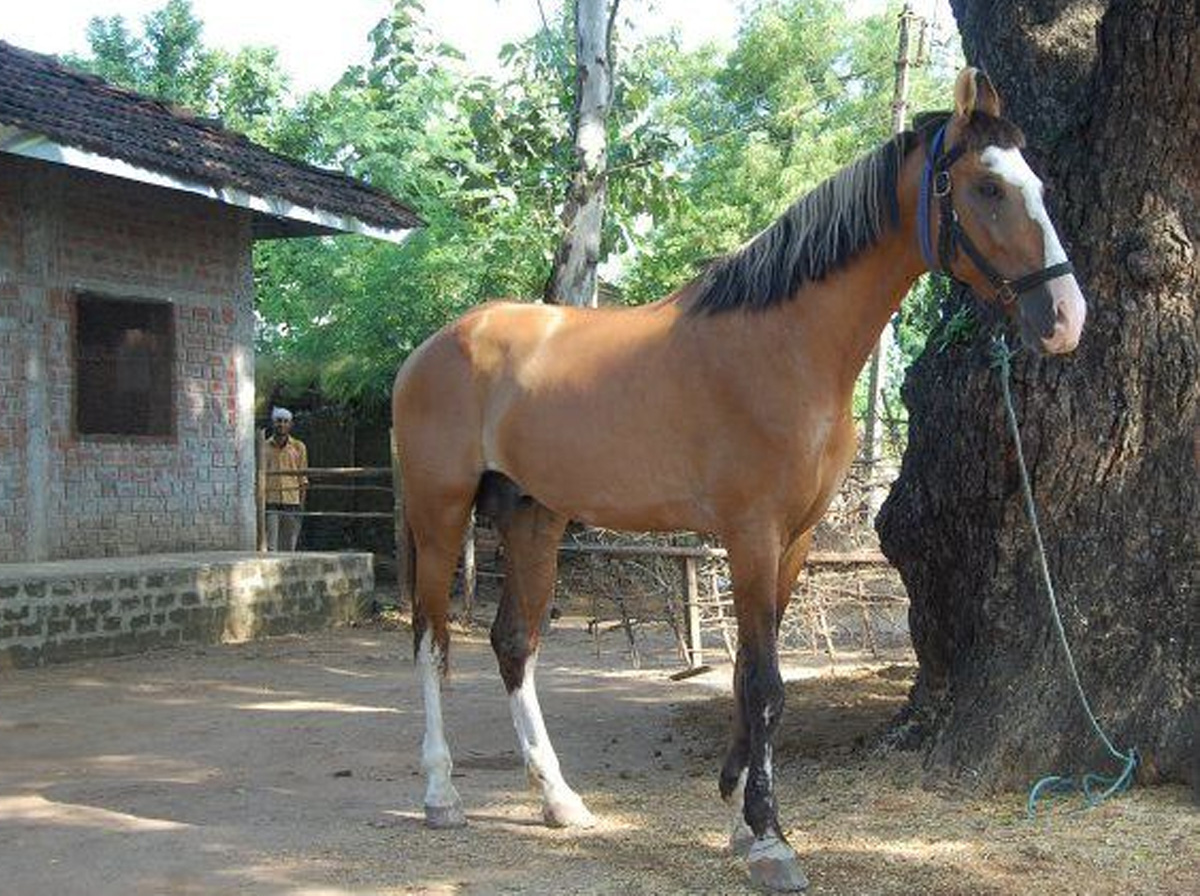 Kathiawari