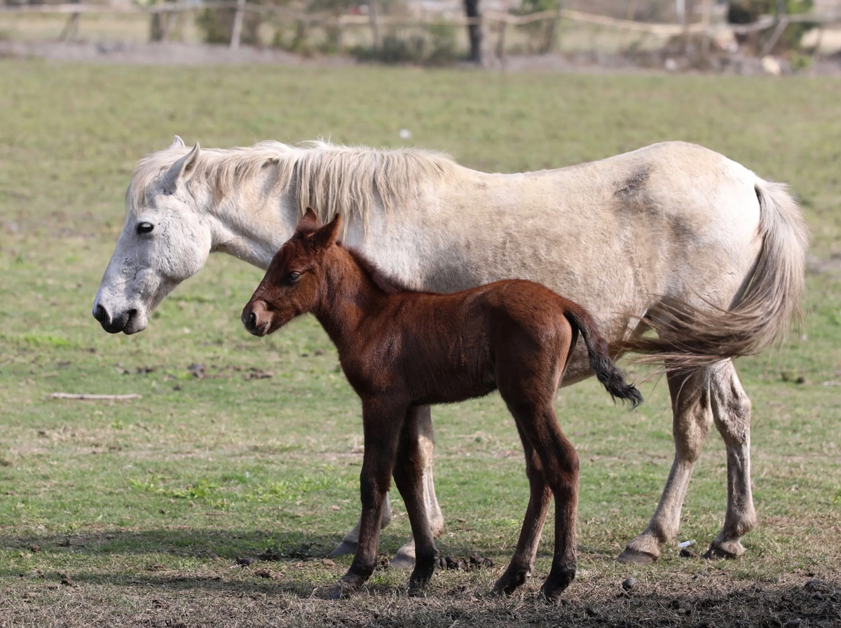 Manipuri horse